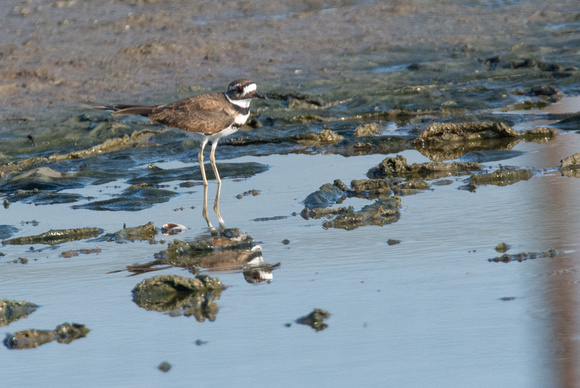 Killdeer - Catoptrophorus semipalmatus