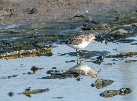 Least Sandpiper - Calidris minutilla