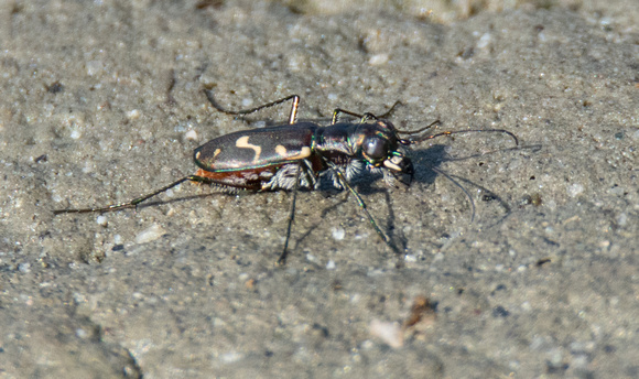 Wetsalts Tiger Beetle - Cicindela haemorrhagica