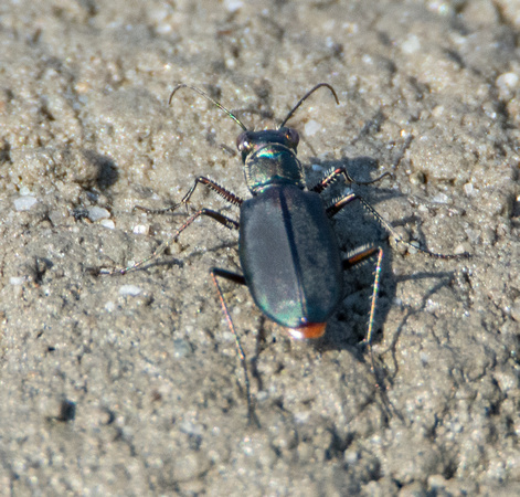 Wetsalts Tiger Beetle - Cicindela haemorrhagica