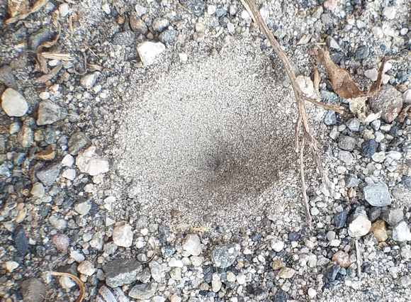 Antlion - Myrmeleon sp.