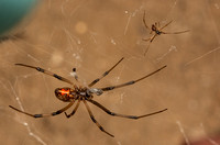 Brown widow - latrodectus geometricus (female and male)