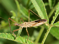 Four spurred assassin bug - Zelus tetracanthus