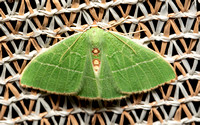 Emerald moth - Nemoria glaucomarginaria