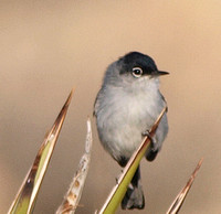 Black-tailed Gnatcatcher - Polioptila melanura
