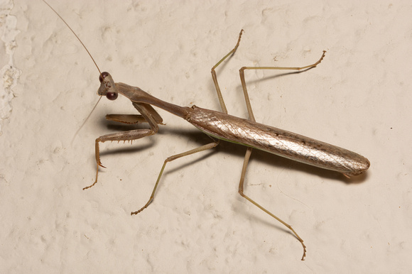 Bordered Mantis - Stagmomantis limbata