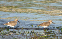 Dunlin - Calidris alpina