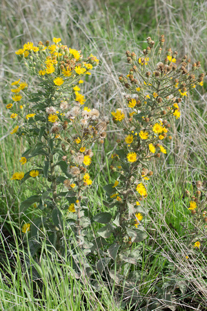Telegraph-weed - Heterotheca grandiflora