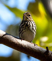Ovenbird - Seiurus aurocapilla