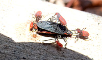 Red-shouldered bug - Jadera haematoloma