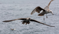 Red-footed Booby - Sula sula