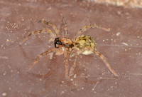 Wolf spider - Pardosa sp.