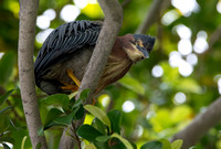 Green Heron - Butorides virescens