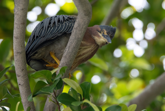 Green Heron - Butorides virescens