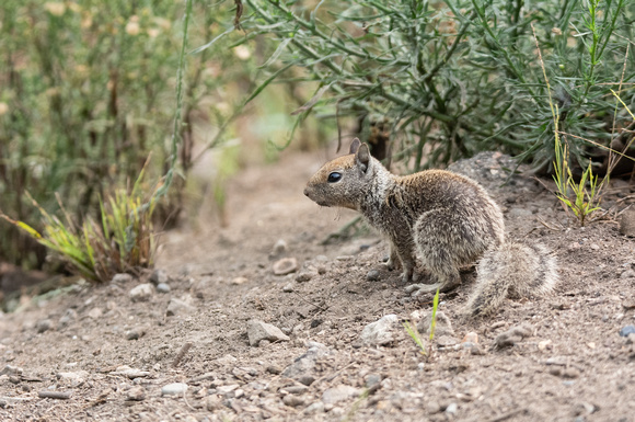 California ground squirrel - Otospermophilus beecheyi