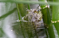 Bullfrog - Lithobates  catesbianus