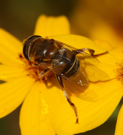 Drone fly - Eristalis or Palpada sp.?