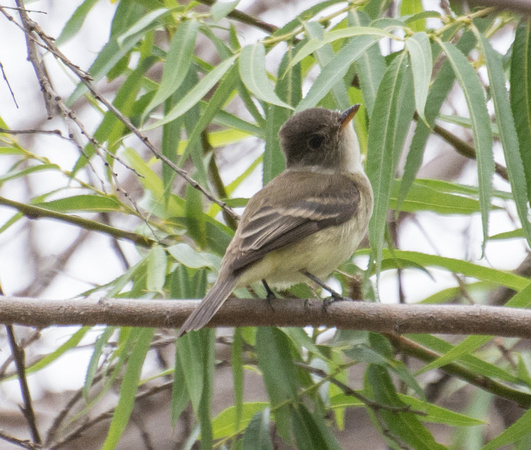 Willow Flycatcher - Empidonax traillii