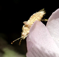 Scentless plant bug - Arhyssus sp.