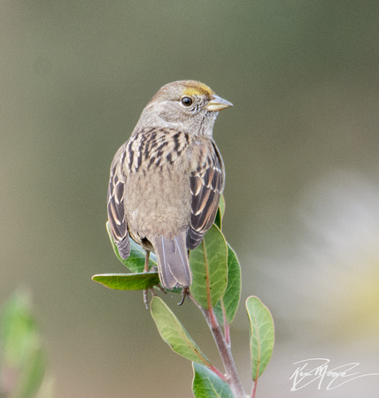 Golden-crowned Sparrow - Zonotrichia atricapilla