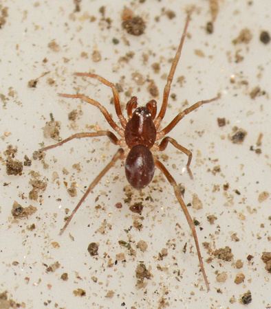 Spider - Zodarion sp.
