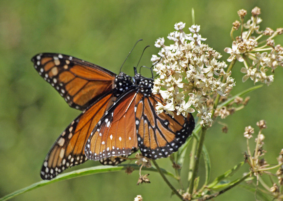 Queen - Danaus gilippus