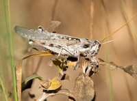 Gray bird grasshopper -Schistocera nitens