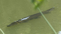 Alligator Gar  -Atractosteus spatula