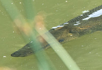 Alligator Gar  -Atractosteus spatula