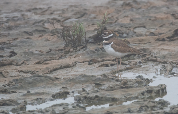 Killdeer - Catoptrophorus semipalmatus