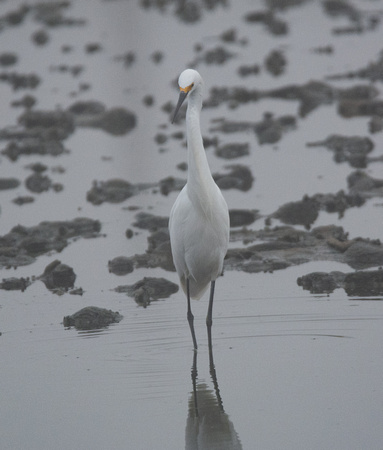 Snowy Egret - Egretta thula