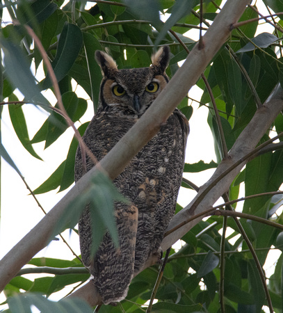 Great Horned Owl - Bubo virginianus