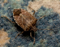 Brown Marmorated Stink Bug - Halyomorpha halys