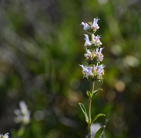 Black sage - Salvia mellifera