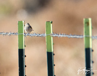 Yellow-rumped Warbler - Setophaga coronata (Myrtle's?)