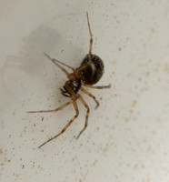 Spider - Unidentified sp. (Family Theridiidae)