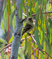 Pacific-slope Flycatcher - Empidonax difficilis