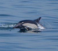Common dolphin - Delphinus sp.