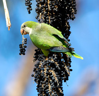 Monk Parakeet - Myiopsitta monachus