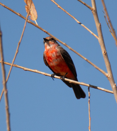 Vermilion Flycatcher - Pyrocephalus rubinus