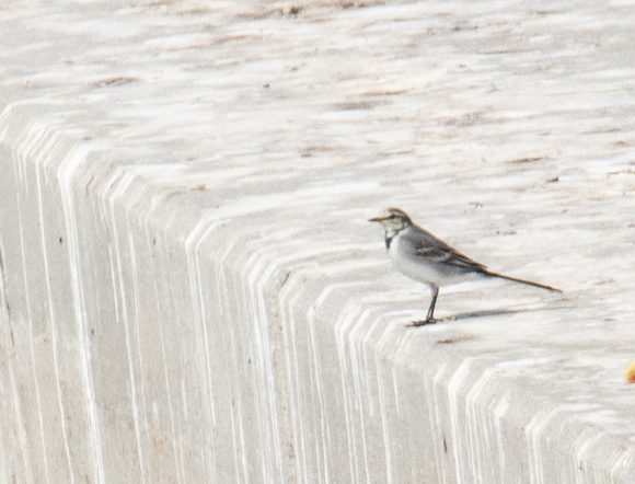 White Wagtail - Motacilla alba