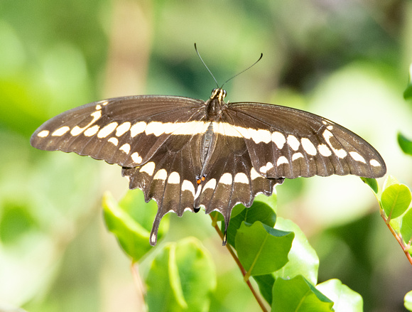 Western giant swallowtail - Heraclides rumiko