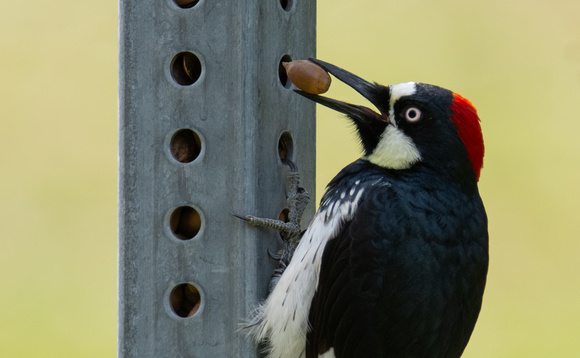 Acorn Woodpecker - Melanerpes formicivorus