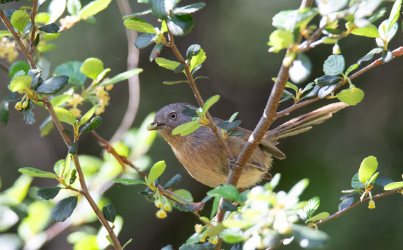 Wrentit - Chamaea fasciata