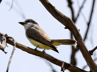 Thick-billed Kingbird - Tyrannus crassirostris