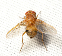 Tachinid fly - Ormia ochracea