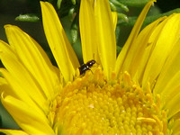 Flower beetle - Unidentified sp.