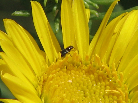 Flower beetle - Unidentified sp.