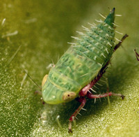 Leafhopper - Acinopterus sp.