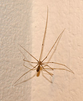 Long-bodied cellar spider - Pholcus phalangiodes